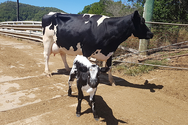 cow and calfx600 cow and calfx600