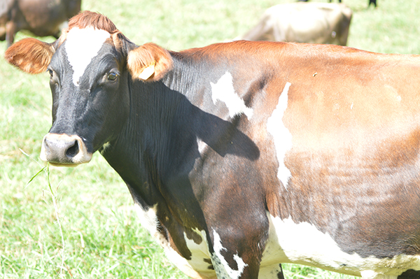 pasture management pic-1 pasture management pic-1